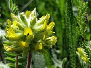 Yellow plant astragalus alopecuroides