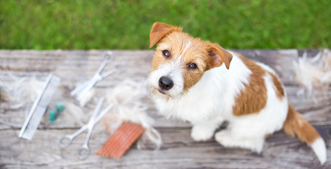 Pet grooming concept, web banner of a jack russell dog as sitting on the table with fur and equipments