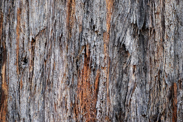 Tree Bark Skin 6