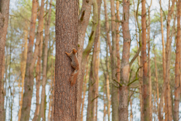 Red squirrel sitting on a tree in the forest.
