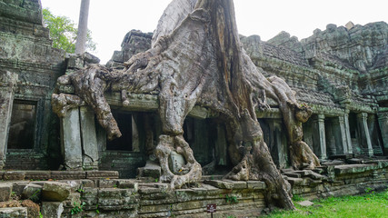 Fototapeta na wymiar Massive tree root growing on the famous monument – Ta Prohm Temple, displaying the battle between nature and architecture. (Angkor Wat, UNESCO World Heritage Site, Siem Reap, Cambodia)
