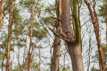 Red squirrel sitting on a tree in the forest.