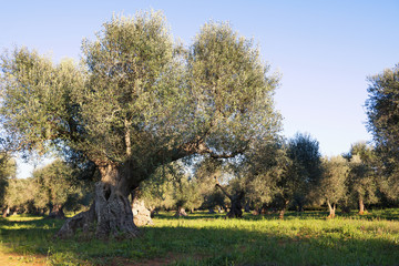 Italy, Puglia region, south of the country. Traditional plantation of olive trees.