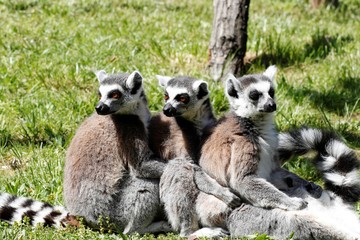 3 hintereinandersitzende Lemuren