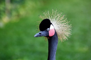 Nahaufnahme eines Kronenkranich