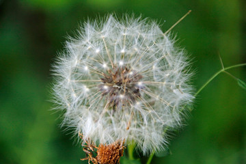 Pusteblume Nahaufnahme