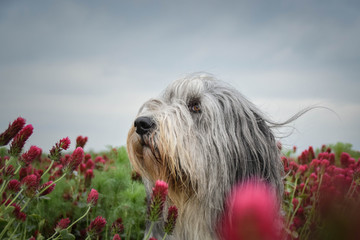Portrait of bearded collie, who is hidding in tall shamrock