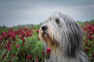 Naklejka na ściany i meble Portrait of bearded collie, who is sitting in shamrock