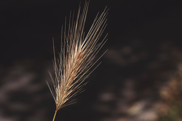Golden ears of wheat on the field.