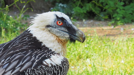 Eagle at forest