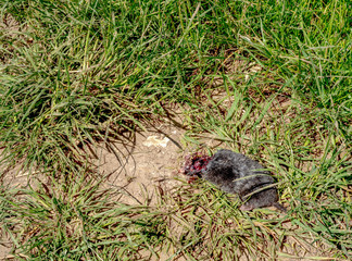 dead mouse without a head in the grass