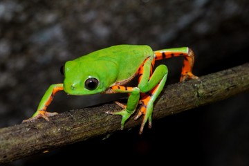 Perereca verde.......