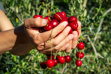 man with freshly collected cherries in his hands