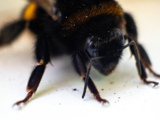 Single bee pictured from above, macro, selective focus