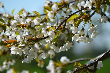 Kirschblüte