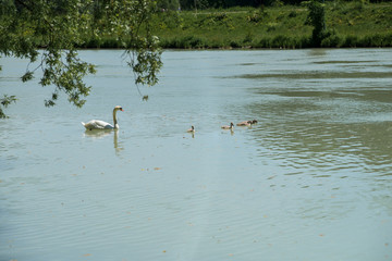 A family of swans swims in the Isar river in Munich