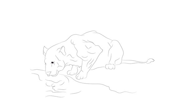vector illustration of a lioness who drinks water, lines