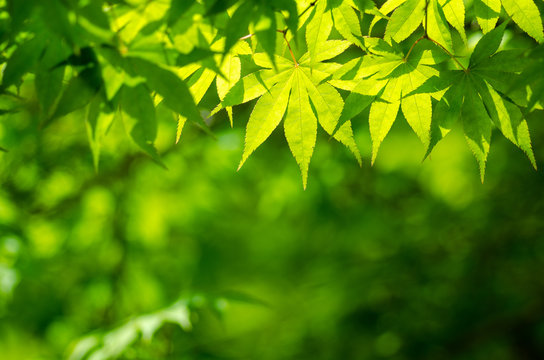 青紅葉 Images Browse 2 9 Stock Photos Vectors And Video Adobe Stock