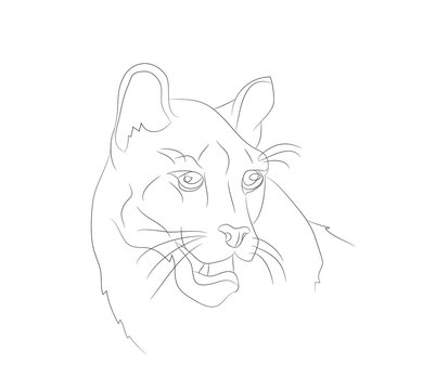 lioness portrait vector illustration, lines drawin