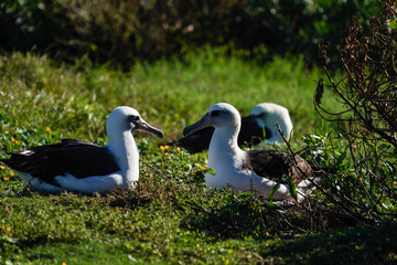 Albatross mating, nesting, and in flight the Peace and Grace of the Albatross gliding above deep blue seas and in cloudy blue skies large wing spans perfect portrait of calm, grace, peace