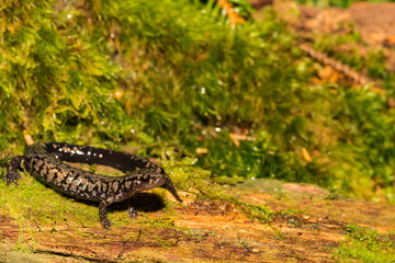 Weller's Salamander (Plethodon welleri)