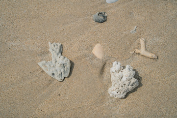 Shallow coral on the beach, morning light, Phuket, Thailand.
