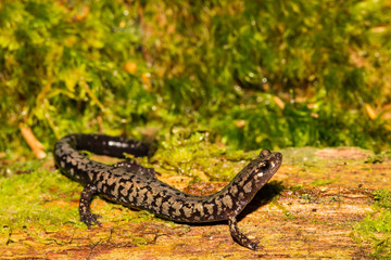 Weller's Salamander (Plethodon welleri)
