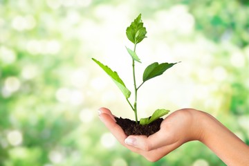 Green Growing Plant in Human Hand on beautiful natural background
