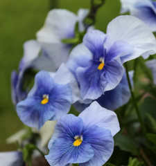 Blue pansies blooming against a green background