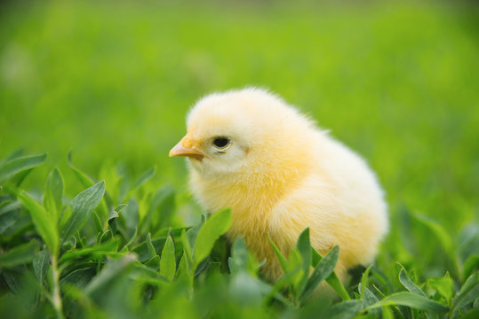 Photo of cute small yellow baby chicken standing on green grass in garden