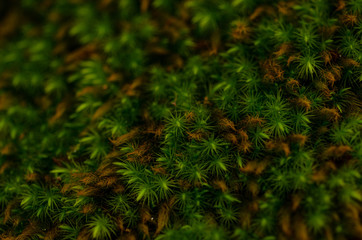 スギゴケ   ヒノキゴケ