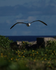 Albatross mating, nesting, and in flight the Peace and Grace of the Albatross gliding above deep blue seas and in cloudy blue skies large wing spans perfect portrait of calm, grace, peace