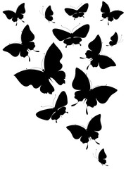 butterfly89