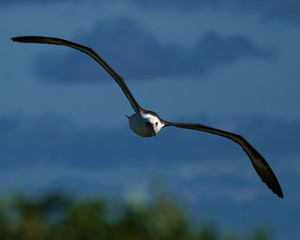 Fototapeta na wymiar Albatross mating, nesting, and in flight the Peace and Grace of the Albatross gliding above deep blue seas and in cloudy blue skies large wing spans perfect portrait of calm, grace, peace