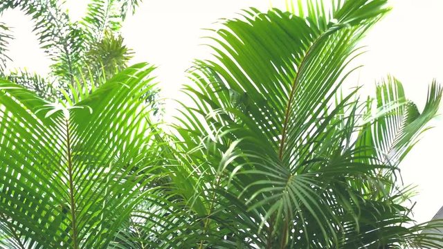 Green leaves Palm texture background Blue tone dark at phuket Thailand
