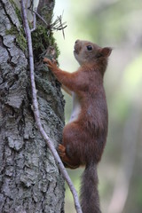A squirell in a tree