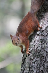 A squirell in a tree