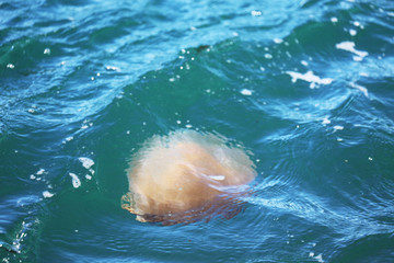 Qualle im Meer in Australien