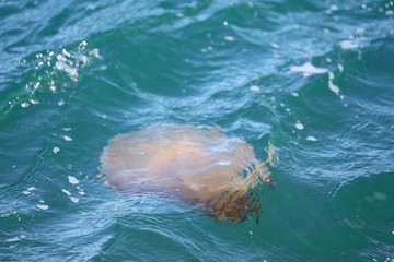 Qualle im Meer in Australien