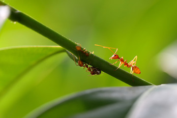 Small ants (Oecophylla smaragdina) climbing on branches.
