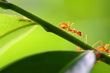 Small ants (Oecophylla smaragdina) climbing on branches.