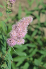 Decorative shrub with pink small flowers growing on a bed.