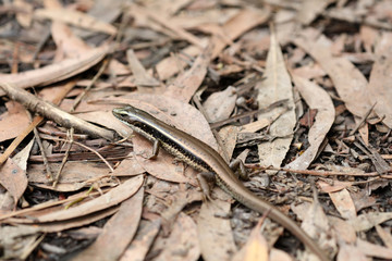 Echse in Australien