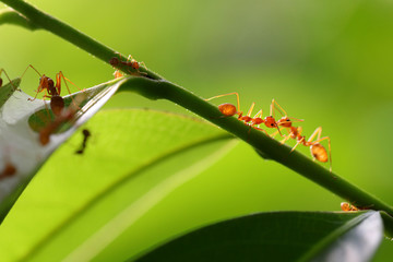 Small ants (Oecophylla smaragdina) climbing on branches.