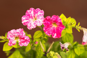 Mix Color of Geranium Flowers on Brown Background