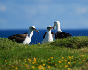 Albatross mating, nesting, and in flight the Peace and Grace of the Albatross gliding above deep blue seas and in cloudy blue skies large wing spans perfect portrait of calm, grace, peace