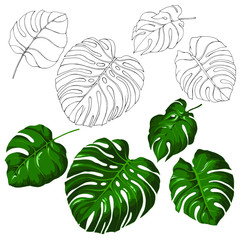 Vector set with tropical leaves . Different forms. Green and line art. Hand drawn. Monstera.