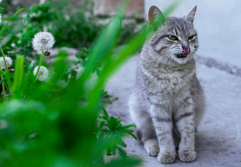 Gray tabby cat on a background of nature.