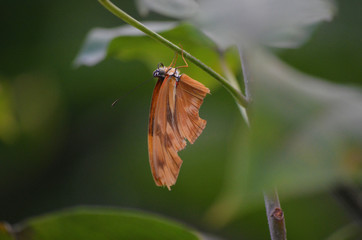Schmetterling