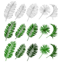 Vector tropical palm leaves . Different forms. Green and line art. Realistic and silhouettes